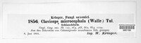 Claviceps purpurea image